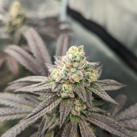 Lemon Cherry Gelato x Black Velvet #1 growlog timeline photo