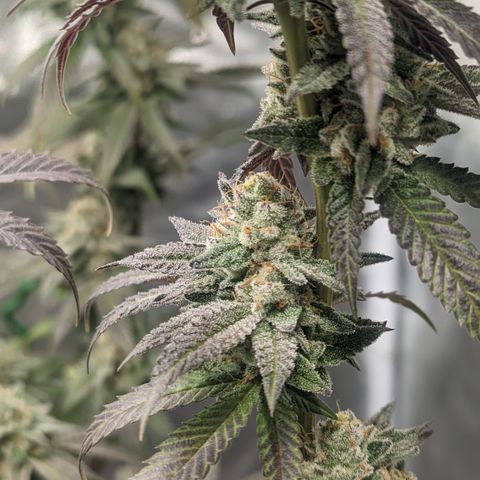 Lemon Cherry Gelato x Black Velvet #1 growlog timeline photo