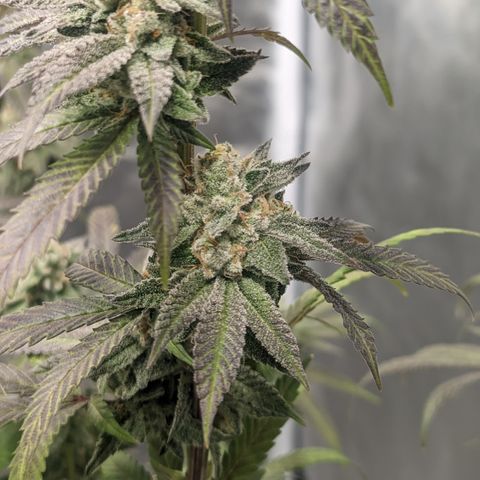 Lemon Cherry Gelato x Black Velvet #1 growlog timeline photo