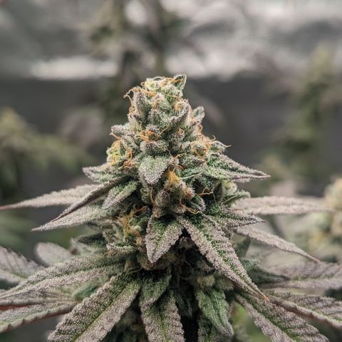 Lemon Cherry Gelato x Black Velvet #1 growlog timeline photo