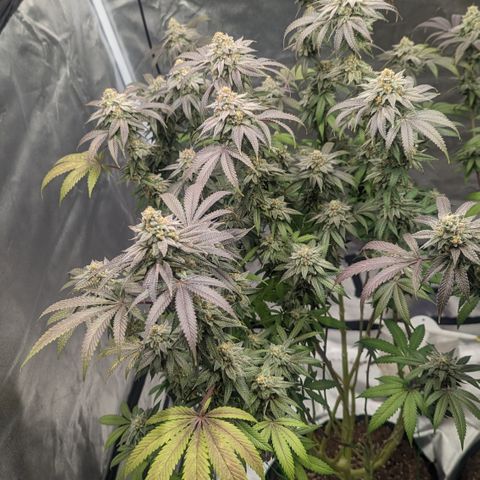 Lemon Cherry Gelato x Black Velvet #1 growlog timeline photo
