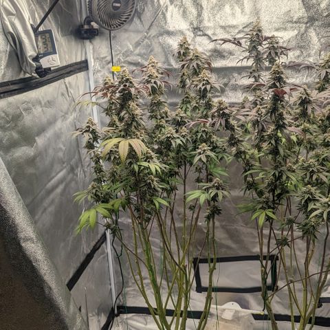 Lemon Cherry Gelato x Black Velvet #1 growlog timeline photo