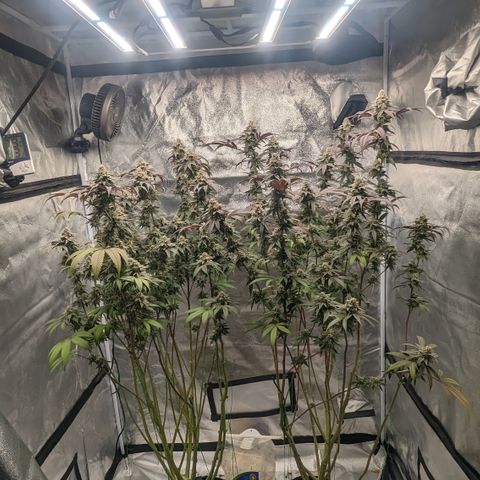 Lemon Cherry Gelato x Black Velvet #1 growlog timeline photo
