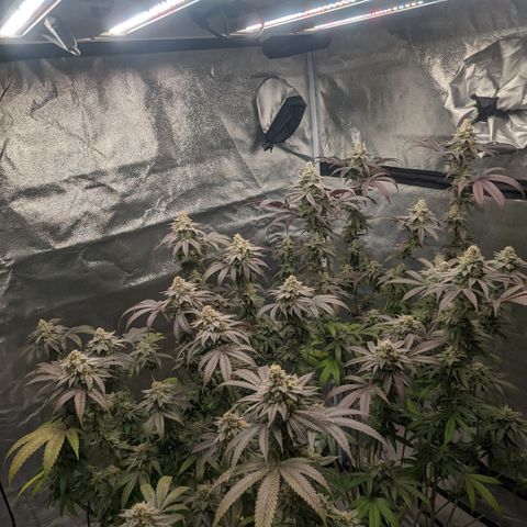 Lemon Cherry Gelato x Black Velvet #1 growlog timeline photo