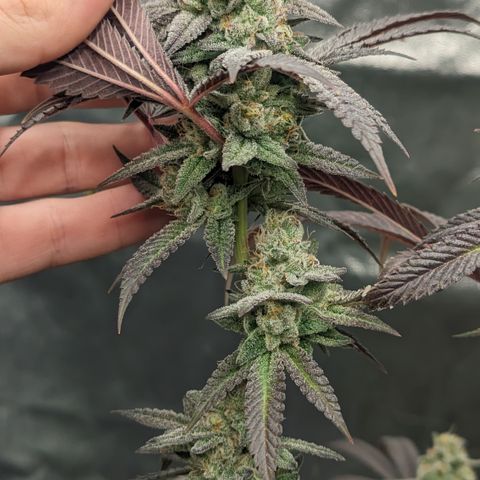 Lemon Cherry Gelato x Black Velvet #1 growlog timeline photo