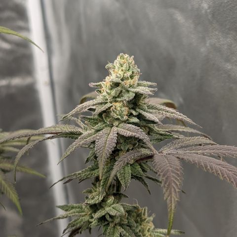 Lemon Cherry Gelato x Black Velvet #1 growlog timeline photo