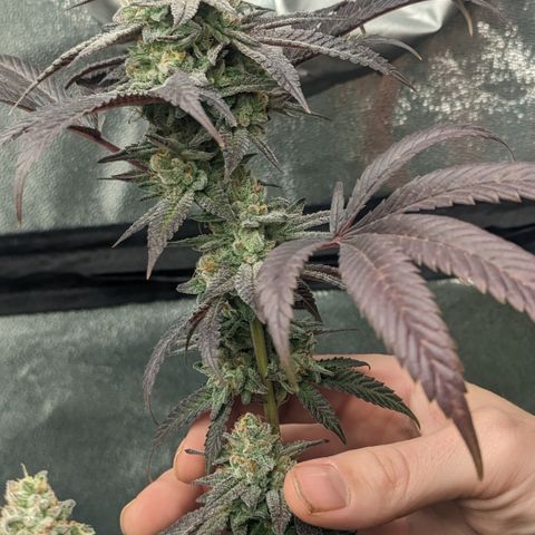 Lemon Cherry Gelato x Black Velvet #1 growlog timeline photo