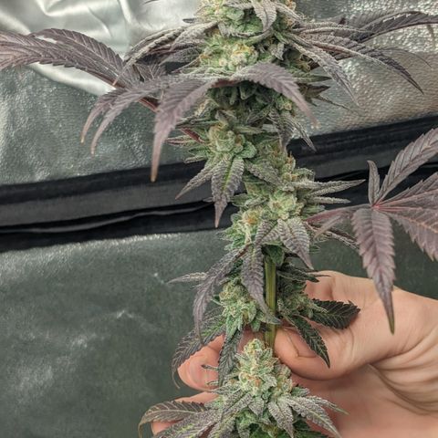 Lemon Cherry Gelato x Black Velvet #1 growlog timeline photo