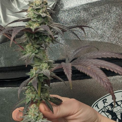 Lemon Cherry Gelato x Black Velvet #1 growlog timeline photo