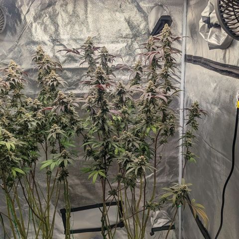 Lemon Cherry Gelato x Black Velvet #1 growlog timeline photo