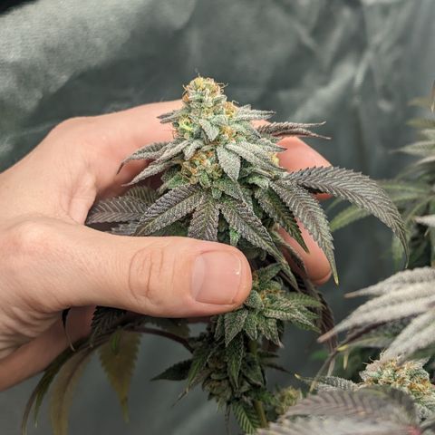 Lemon Cherry Gelato x Black Velvet #1 growlog timeline photo