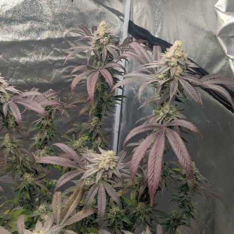 Lemon Cherry Gelato x Black Velvet #1 growlog timeline photo