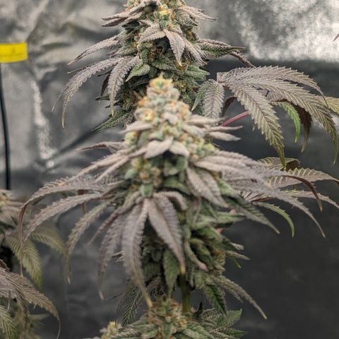 Lemon Cherry Gelato x Black Velvet #1 growlog timeline photo