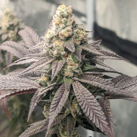 Lemon Cherry Gelato x Black Velvet #1 growlog timeline photo