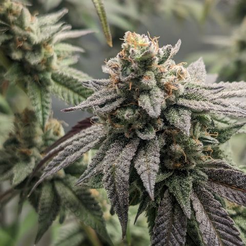 Lemon Cherry Gelato x Black Velvet #1 growlog timeline photo