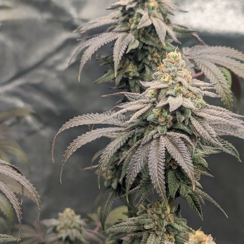 Lemon Cherry Gelato x Black Velvet #1 growlog timeline photo