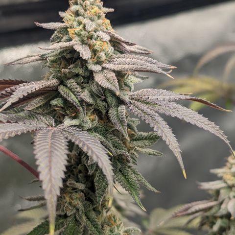 Lemon Cherry Gelato x Black Velvet #1 growlog timeline photo