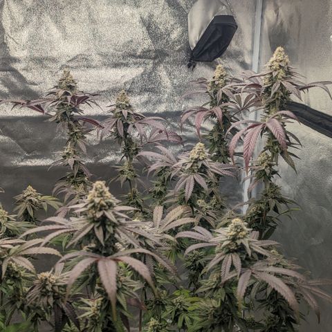Lemon Cherry Gelato x Black Velvet #1 growlog timeline photo