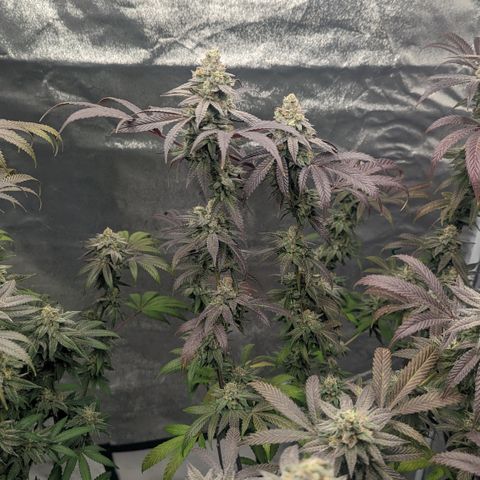 Lemon Cherry Gelato x Black Velvet #1 growlog timeline photo