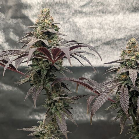 Lemon Cherry Gelato x Black Velvet #1 growlog timeline photo