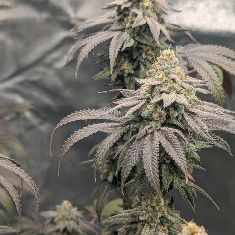 Lemon Cherry Gelato x Black Velvet #1 growlog timeline photo