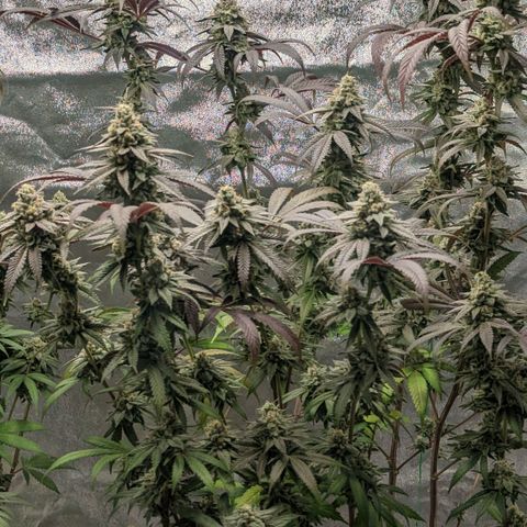 Lemon Cherry Gelato x Black Velvet #1 growlog timeline photo