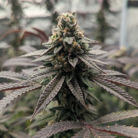 Lemon Cherry Gelato x Black Velvet #1 growlog photo: Light water 