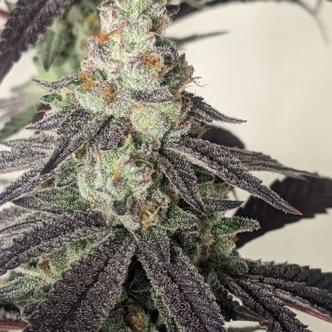 Lemon Cherry Gelato x Black Velvet #1 growlog photo: Light water 