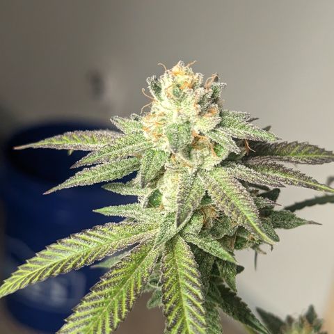 Lemon Cherry Gelato x Black Velvet #1 growlog photo: Light water 