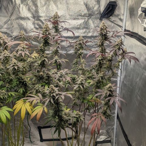 Lemon Cherry Gelato x Black Velvet #1 growlog photo: Light water 