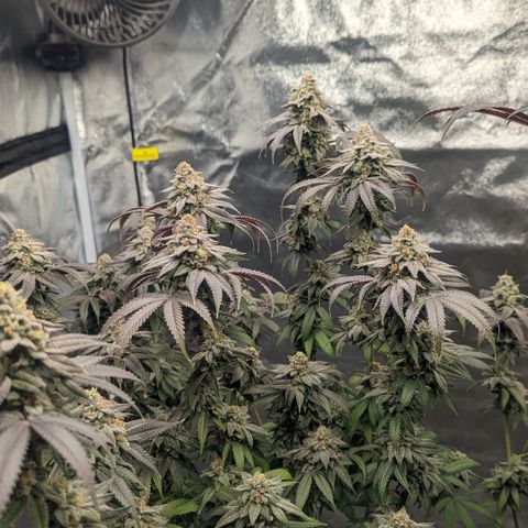 Lemon Cherry Gelato x Black Velvet #1 growlog photo: Light water 