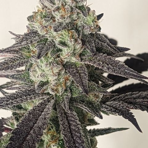 Lemon Cherry Gelato x Black Velvet #1 growlog photo: Light water 