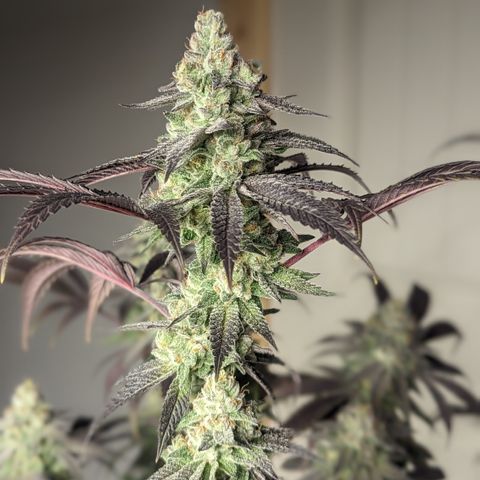 Lemon Cherry Gelato x Black Velvet #1 growlog photo: Light water 
