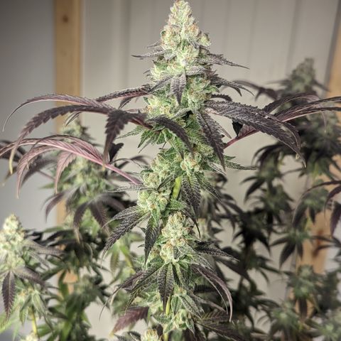 Lemon Cherry Gelato x Black Velvet #1 growlog photo: Light water 