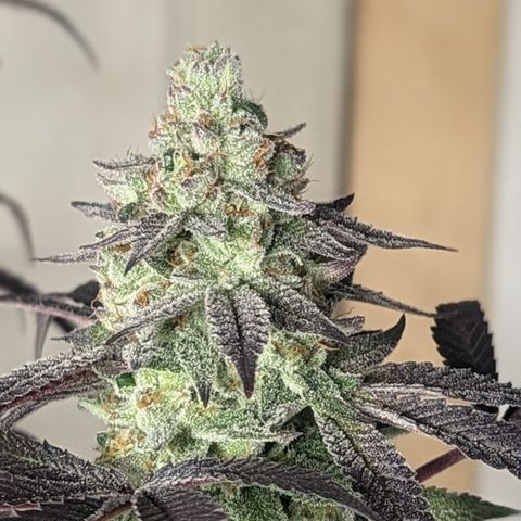 Lemon Cherry Gelato x Black Velvet #1 growlog photo: Light water 