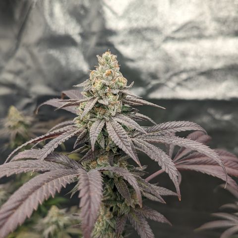 Lemon Cherry Gelato x Black Velvet #1 growlog photo: Light water 
