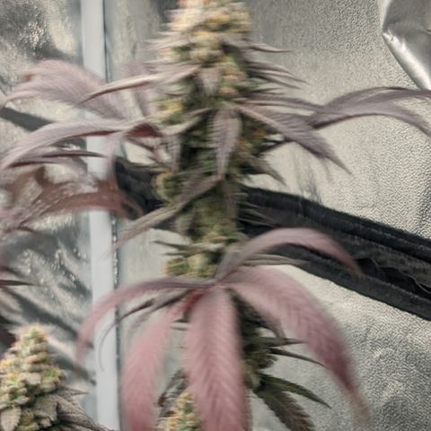 Lemon Cherry Gelato x Black Velvet #1 growlog timeline photo