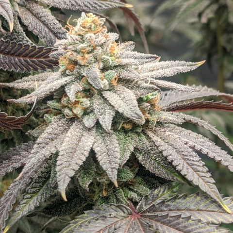 Lemon Cherry Gelato x Black Velvet #1 growlog timeline photo