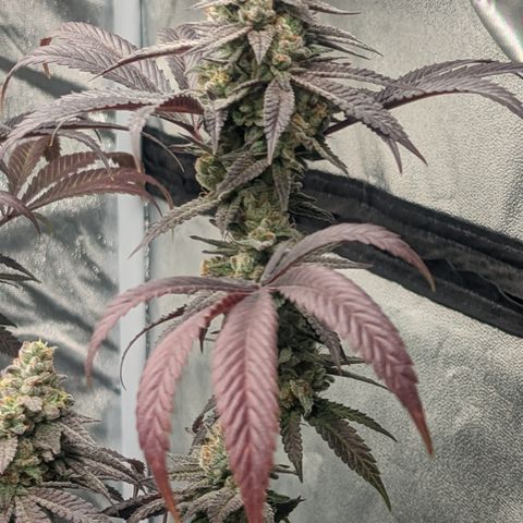Lemon Cherry Gelato x Black Velvet #1 growlog timeline photo
