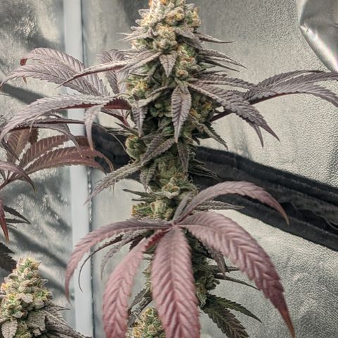 Lemon Cherry Gelato x Black Velvet #1 growlog timeline photo