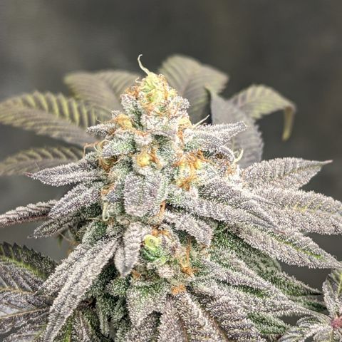 Lemon Cherry Gelato x Black Velvet #1 growlog timeline photo