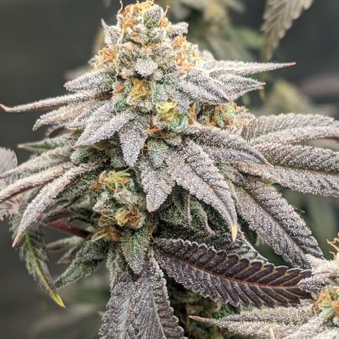 Lemon Cherry Gelato x Black Velvet #1 growlog timeline photo