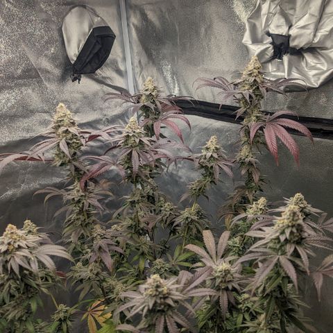 Lemon Cherry Gelato x Black Velvet #1 growlog timeline photo