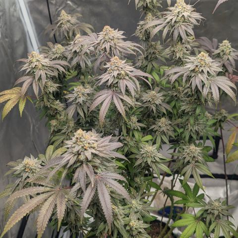 Lemon Cherry Gelato x Black Velvet #1 growlog timeline photo