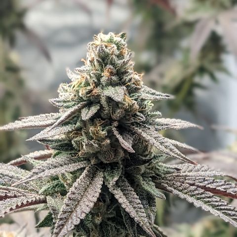 Lemon Cherry Gelato x Black Velvet #1 growlog timeline photo