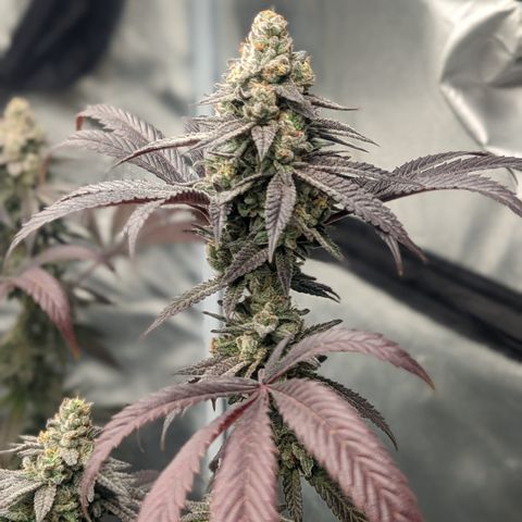 Lemon Cherry Gelato x Black Velvet #1 growlog timeline photo