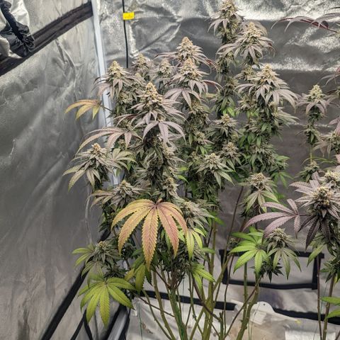 Lemon Cherry Gelato x Black Velvet #1 growlog timeline photo