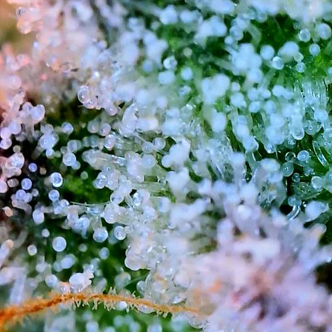 Lemon Cherry Gelato x Black Velvet #1 growlog timeline photo