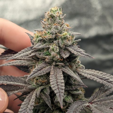 Lemon Cherry Gelato x Black Velvet #1 growlog timeline photo