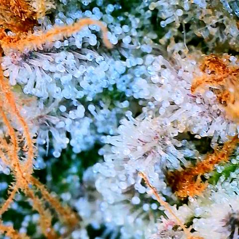 Lemon Cherry Gelato x Black Velvet #1 growlog timeline photo